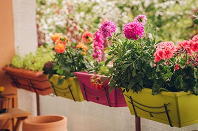 Jardinières sur le balcon